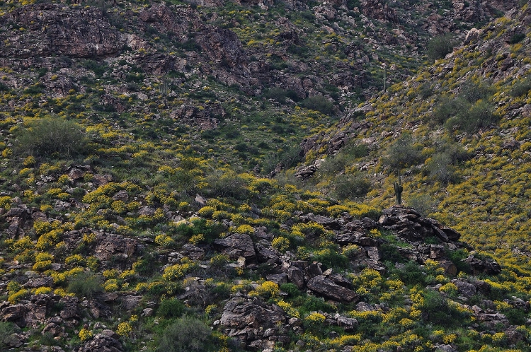 hills with brittlebush